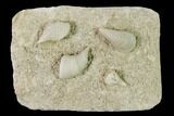 Mississippian Cuneate Coral (Neozaphrentis) Fossils - Arkansas #148586-1